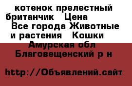 котенок прелестный британчик › Цена ­ 12 000 - Все города Животные и растения » Кошки   . Амурская обл.,Благовещенский р-н